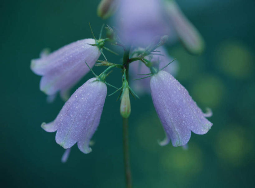 无人,横图,室外,特写,白天,正面,旅游,度假,美景,水,露水,喇叭花,许多,朦胧,模糊,盛开,液体,景观,水滴,花蕾,娱乐,花,花瓣,花朵,鲜花,紫色,自然,花苞,花茎,花蕊,享受,休闲,景色,放松,自然风光,花梗,彩图