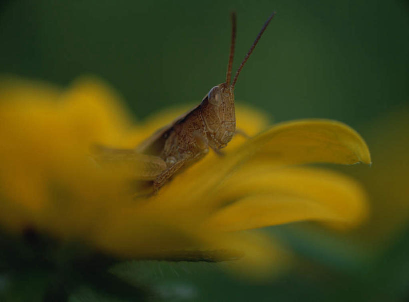 无人,横图,室外,特写,白天,正面,旅游,度假,美景,朦胧,模糊,盛开,景观,花蕾,娱乐,花,花瓣,花朵,鲜花,一只,黄色,自然,花苞,花蕊,趴着,享受,休闲,景色,放松,自然风光,蚂蚱,趴,半身,彩图