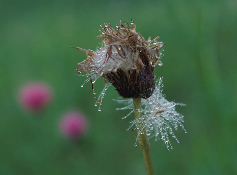 无人,横图,室外,特写,白天,正面,旅游,度假,美景,水,露水,枯萎,朦胧,模糊,液体,景观,水滴,娱乐,花,一朵,自然,花苞,享受,休闲,景色,放松,死亡,自然风光,花梗,彩图