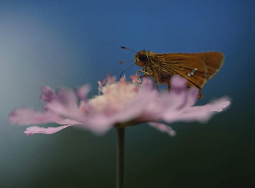 无人,横图,室外,特写,白天,正面,旅游,度假,美景,蝴蝶,朦胧,模糊,盛开,景观,野花,花蕾,娱乐,花,花瓣,花朵,鲜花,一只,粉色,自然,花苞,花茎,花蕊,趴着,享受,休闲,菊花,景色,放松,自然风光,花梗,野菊,趴,彩图