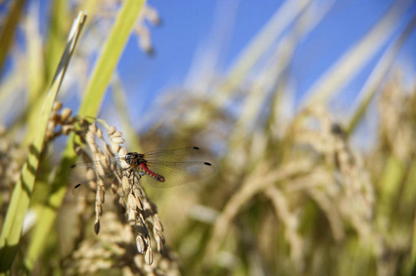 无人,农田,站,横图,室外,特写,白天,正面,农业,庄稼,朦胧,模糊,蜻蜓,昆虫,稻田,稻穗,一只,红色,蓝色,蓝天,天空,动物,天,站着,晴朗,益虫,万里无云,晴空,晴空万里,站立,彩图,全身,耕地,庄稼田