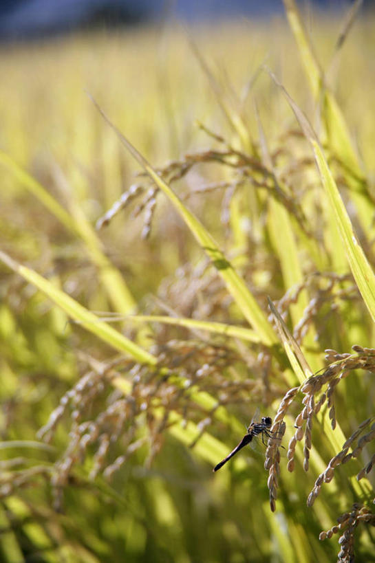 无人,农田,站,竖图,室外,特写,白天,正面,农业,庄稼,朦胧,模糊,蜻蜓,昆虫,稻田,稻穗,一只,红色,动物,站着,益虫,站立,半身,彩图,耕地,庄稼田