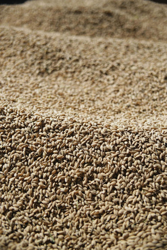 无人,竖图,俯视,室外,白天,农业,庄稼,农作物,一堆,许多,堆叠,堆积,稻谷,堆,彩图,高角度拍摄