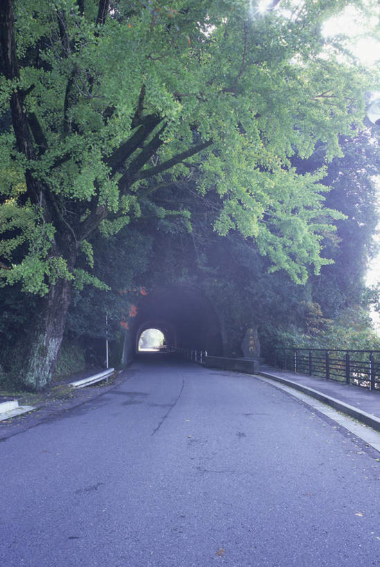 无人,栏杆,竖图,室外,白天,正面,旅游,度假,美景,植物,道路,路,大分县,日本,亚洲,隧道,景观,围栏,小路,交通,娱乐,护栏,树,树木,绿色,天空,自然,天,享受,休闲,景色,放松,生长,成长,自然风光,东亚,日本国,九州本岛,九州,九州岛,九州地方,中津市,大分,彩图