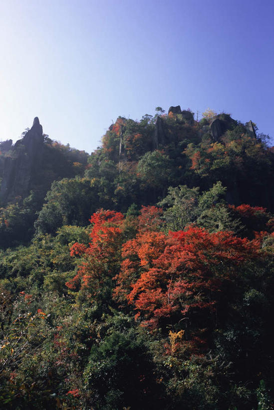 无人,竖图,室外,白天,仰视,旅游,度假,美景,山,山脉,植物,叶子,大分县,日本,亚洲,景观,山峰,红叶,绿叶,山峦,娱乐,树,树木,蓝色,绿色,蓝天,天空,自然,群山,天,享受,休闲,嫩叶,景色,放松,生长,晴朗,成长,自然风光,东亚,万里无云,日本国,九州本岛,九州,九州岛,九州地方,中津市,耶马溪,大分,叶,叶片,晴空,晴空万里,彩图,低角度拍摄