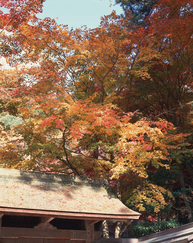 无人,家,竖图,室外,白天,仰视,秋季,植物,叶子,一幢,房屋,屋子,枫叶,红叶,楼房,住宅,树,树木,绿色,天空,自然,天,生长,成长,叶,叶片,秋,秋天,彩图,低角度拍摄,房子