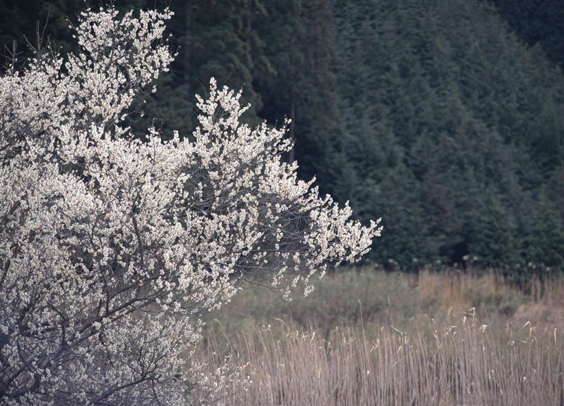 无人,横图,室外,白天,正面,旅游,度假,草地,草坪,美景,树林,植物,樱花,景观,樱花树,娱乐,草,树,树木,粉色,绿色,自然,享受,休闲,景色,放松,生长,成长,自然风光,彩图