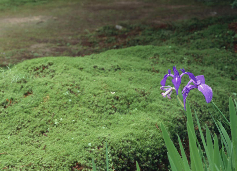 无人,横图,俯视,室外,特写,白天,旅游,度假,草地,草坪,美景,植物,叶子,盛开,景观,鸢尾花,花蕾,娱乐,草,花,花瓣,花朵,鲜花,绿色,紫色,自然,花苞,花蕊,享受,休闲,景色,放松,自然风光,彩图,高角度拍摄