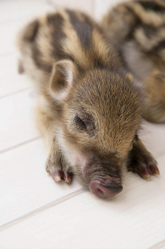 无人,闭眼,睡,竖图,室内,白天,白色背景,正面,地板,野生动物,猪,条纹,野猪,地面,木地板,动物,趴着,两只,可爱,摄影,活泼,影棚,凶猛,山猪,残暴,凶残,闭眼睛,闭着眼,闭着眼睛,困,困觉,寝息,睡觉,半身,彩图,影棚拍摄,拍摄