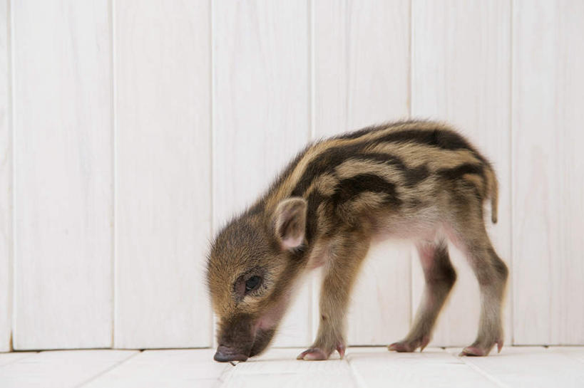 无人,站,横图,室内,白天,白色背景,侧面,地板,野生动物,猪,条纹,野猪,地面,注视,木地板,一只,动物,低头,观察,看,站着,可爱,摄影,活泼,影棚,观看,察看,关注,凶猛,山猪,残暴,凶残,站立,彩图,全身,影棚拍摄,拍摄