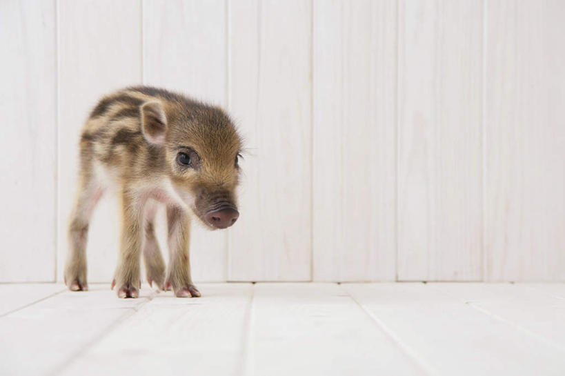 无人,站,横图,室内,白天,白色背景,正面,地板,野生动物,猪,条纹,野猪,地面,注视,木地板,一只,动物,观察,看,站着,可爱,摄影,活泼,影棚,观看,察看,关注,凶猛,山猪,残暴,凶残,站立,彩图,全身,影棚拍摄,拍摄
