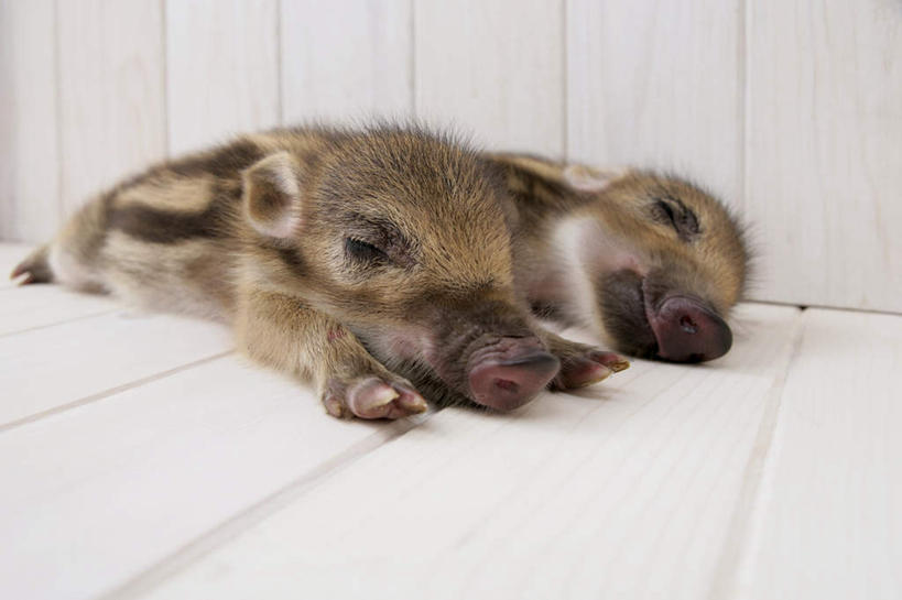 无人,躺,闭眼,睡,横图,室内,白天,白色背景,正面,地板,野生动物,猪,条纹,野猪,地面,木地板,动物,两只,可爱,摄影,活泼,影棚,凶猛,山猪,卧着,残暴,凶残,闭眼睛,闭着眼,闭着眼睛,困,困觉,寝息,睡觉,躺着,卧,彩图,全身,影棚拍摄,拍摄