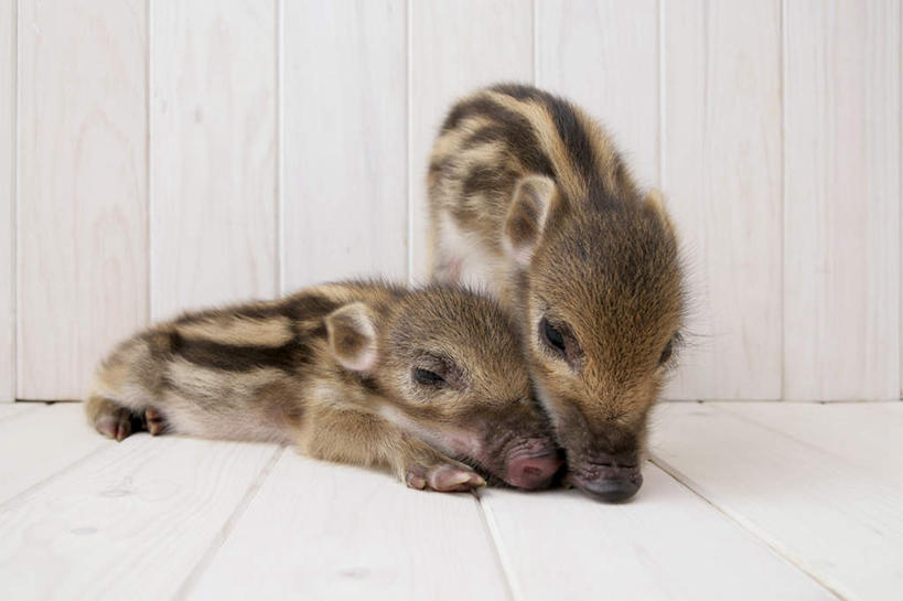 无人,站,横图,室内,白天,白色背景,正面,地板,野生动物,猪,条纹,野猪,地面,依偎,注视,木地板,动物,观察,看,趴着,站着,两只,可爱,摄影,活泼,影棚,观看,察看,关注,凶猛,山猪,残暴,凶残,趴,站立,彩图,全身,影棚拍摄,拍摄