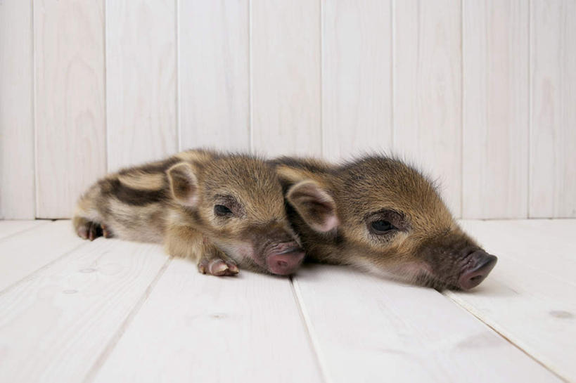 无人,横图,室内,白天,白色背景,正面,地板,野生动物,猪,条纹,野猪,地面,依偎,木地板,动物,趴着,两只,可爱,摄影,活泼,影棚,凶猛,山猪,残暴,凶残,趴,彩图,全身,影棚拍摄,拍摄