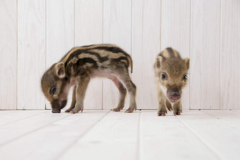 无人,站,横图,室内,白天,白色背景,正面,地板,野生动物,猪,条纹,野猪,地面,注视,木地板,动物,低头,观察,看,站着,两只,可爱,摄影,活泼,影棚,观看,察看,关注,凶猛,山猪,残暴,凶残,站立,彩图,全身,影棚拍摄,拍摄