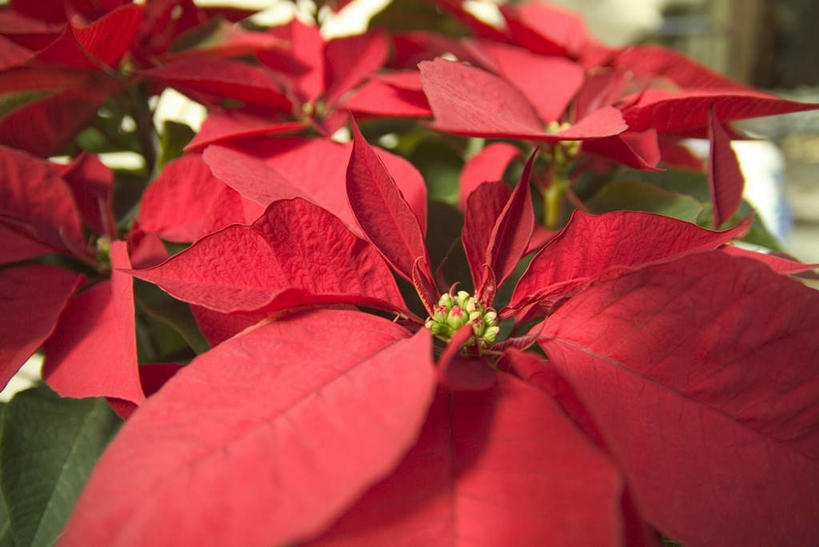 无人,横图,俯视,室外,特写,白天,叶子,盛开,绿叶,圣诞红,一品红,花蕾,花,花瓣,花朵,鲜花,红色,花苞,花蕊,圣诞花,嫩叶,猩猩木,绿洲,叶,叶片,彩图,高角度拍摄