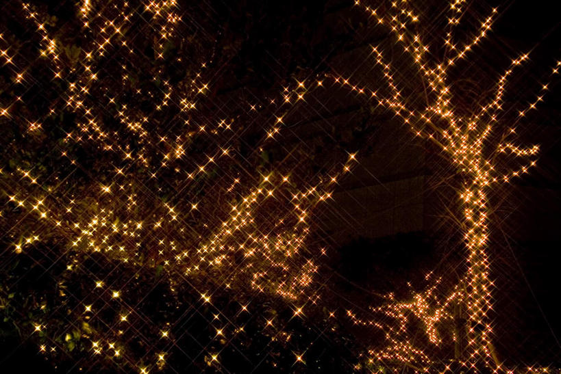 无人,横图,室外,夜晚,仰视,植物,照明,圣诞节,悬挂,节日,庆祝,装饰,彩灯,灯光,文化,灯,装饰品,树,树木,自然,装饰物,工艺品,灯具,庆典,花灯,生长,成长,纪念,华丽,修饰,明亮,照亮,点缀,照明设备,饰物,装饰灯,衬托,美观,雅致,雅观,彩图,低角度拍摄