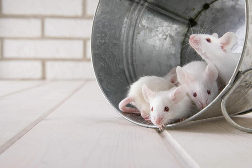 无人,站,横图,室内,特写,白天,正面,宠物,野生动物,老鼠,四只,细菌,瓷砖,地砖,铁桶,桶,墙,银色,地面,注视,墙壁,墙面,一个,动物,容器,观察,看,趴着,站着,可爱,探索,活泼,单个,观看,储藏,张望,察看,储存,关注,病菌,传染,四害,鼷鼠,小家鼠,小白鼠,耗子,趴,站立,彩图,全身,贮存