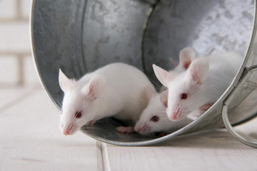 无人,站,横图,室内,特写,白天,正面,宠物,野生动物,老鼠,四只,细菌,瓷砖,地砖,铁桶,桶,墙,银色,地面,注视,墙壁,墙面,一个,动物,容器,观察,看,趴着,站着,可爱,探索,活泼,单个,观看,储藏,张望,察看,储存,关注,病菌,传染,四害,鼷鼠,小家鼠,小白鼠,耗子,趴,站立,彩图,全身,贮存