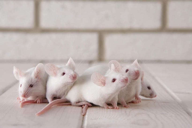 无人,走,横图,室内,特写,白天,正面,宠物,野生动物,老鼠,许多,朦胧,模糊,细菌,瓷砖,地砖,墙,地面,走着,注视,墙壁,墙面,动物,观察,看,趴着,可爱,探索,活泼,观看,张望,察看,关注,病菌,传染,四害,鼷鼠,小家鼠,小白鼠,耗子,趴,彩图,全身