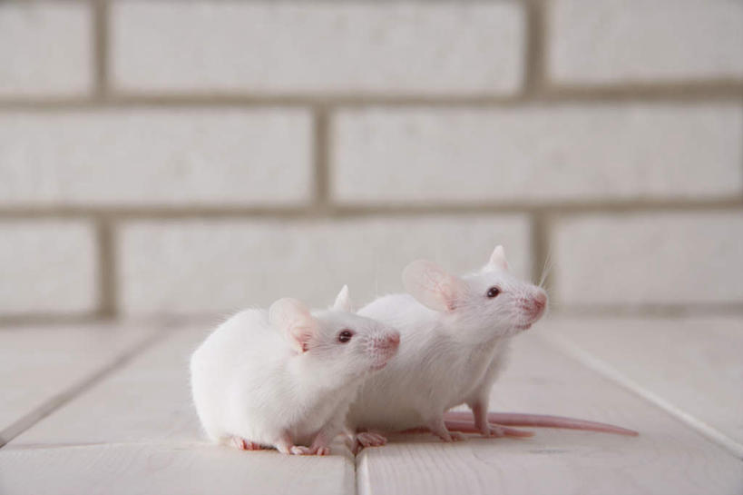 无人,走,横图,室内,特写,白天,侧面,宠物,野生动物,老鼠,朦胧,模糊,细菌,瓷砖,地砖,墙,地面,走着,注视,墙壁,墙面,动物,观察,看,趴着,两只,可爱,探索,活泼,观看,张望,察看,关注,病菌,传染,四害,鼷鼠,小家鼠,小白鼠,耗子,趴,彩图,全身