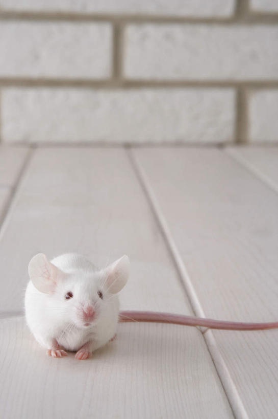 无人,走,竖图,室内,特写,白天,正面,宠物,野生动物,老鼠,朦胧,模糊,细菌,瓷砖,地砖,墙,地面,走着,注视,墙壁,墙面,动物,观察,看,趴着,两只,可爱,探索,活泼,观看,张望,察看,关注,病菌,传染,四害,鼷鼠,小家鼠,小白鼠,耗子,趴,彩图,全身