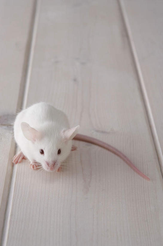 无人,走,竖图,俯视,室内,特写,白天,宠物,野生动物,老鼠,朦胧,模糊,细菌,瓷砖,地砖,墙,地面,走着,墙壁,墙面,动物,趴着,两只,可爱,探索,活泼,张望,病菌,传染,四害,鼷鼠,小家鼠,小白鼠,耗子,趴,彩图,高角度拍摄,全身