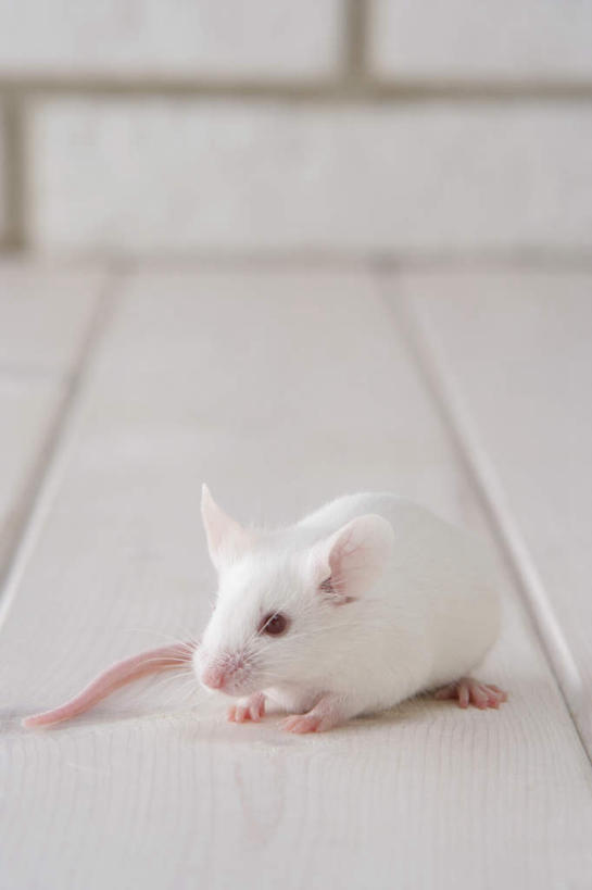 无人,走,竖图,室内,特写,白天,正面,宠物,野生动物,老鼠,朦胧,模糊,细菌,瓷砖,地砖,墙,地面,走着,墙壁,墙面,动物,趴着,两只,可爱,探索,活泼,张望,病菌,传染,四害,鼷鼠,小家鼠,小白鼠,耗子,趴,半身,彩图