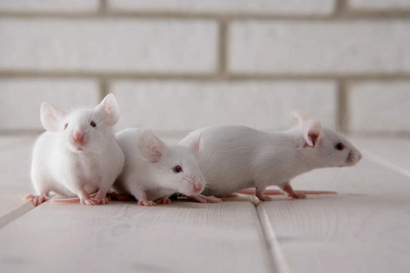 无人,走,横图,室内,特写,白天,正面,宠物,野生动物,老鼠,三只,朦胧,模糊,细菌,瓷砖,地砖,墙,地面,走着,墙壁,墙面,动物,趴着,可爱,探索,活泼,张望,病菌,传染,四害,鼷鼠,小家鼠,小白鼠,耗子,趴,彩图,全身