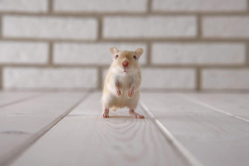 无人,站,横图,室内,特写,白天,正面,宠物,野生动物,老鼠,细菌,瓷砖,地砖,墙,地面,注视,墙壁,墙面,一只,动物,观察,看,站着,可爱,探索,活泼,观看,张望,察看,关注,啮齿动物,病菌,传染,四害,沙鼠,耗子,站立,彩图,全身