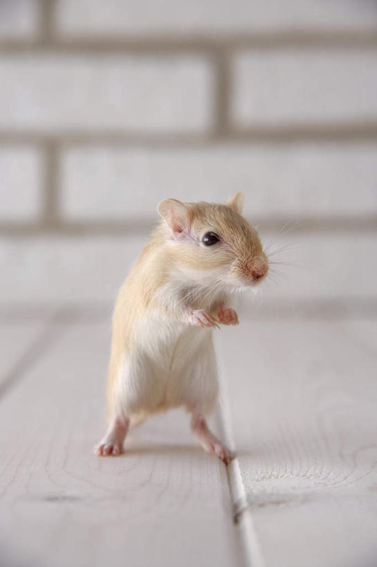 无人,站,竖图,室内,特写,白天,正面,宠物,野生动物,老鼠,细菌,瓷砖,地砖,墙,地面,注视,墙壁,墙面,一只,动物,观察,看,站着,可爱,探索,活泼,观看,张望,察看,关注,啮齿动物,病菌,传染,四害,沙鼠,耗子,站立,彩图,全身