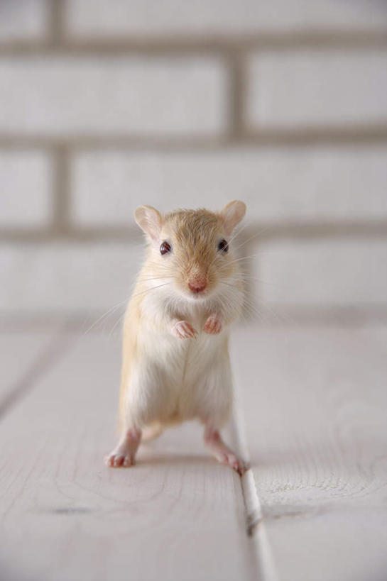 无人,站,竖图,室内,特写,白天,正面,宠物,野生动物,老鼠,细菌,瓷砖,地砖,墙,地面,注视,墙壁,墙面,一只,动物,观察,看,站着,可爱,探索,活泼,观看,张望,察看,关注,啮齿动物,病菌,传染,四害,沙鼠,耗子,站立,彩图,全身