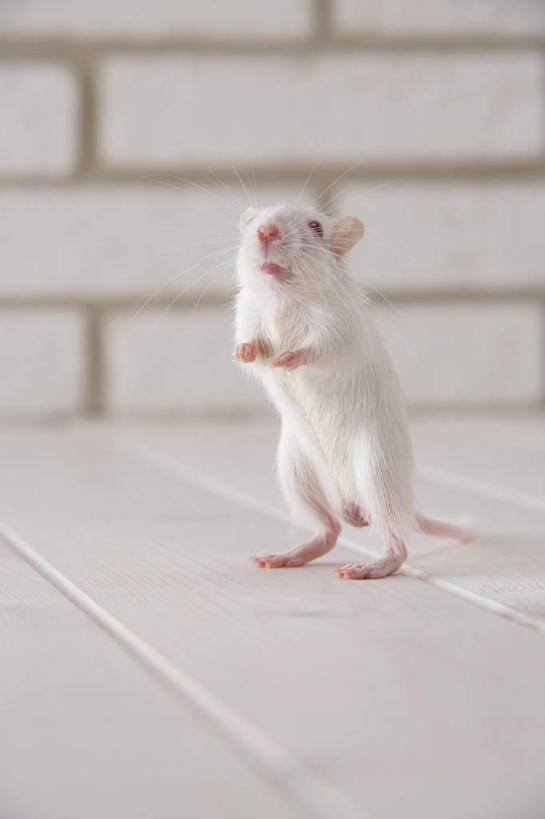 无人,站,竖图,室内,特写,白天,正面,宠物,野生动物,老鼠,细菌,瓷砖,地砖,墙,地面,注视,墙壁,墙面,一只,动物,观察,看,站着,可爱,探索,活泼,观看,张望,察看,关注,啮齿动物,病菌,传染,四害,沙鼠,耗子,站立,彩图,全身