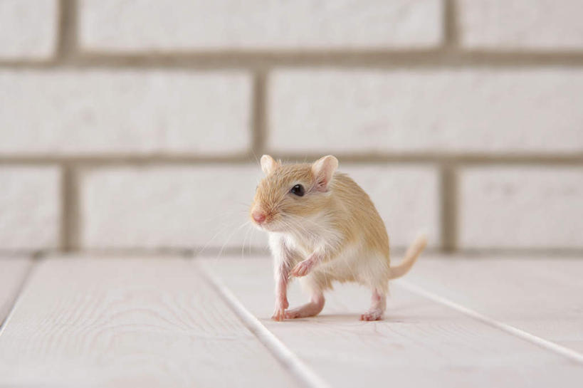 无人,站,横图,室内,特写,白天,正面,宠物,野生动物,老鼠,细菌,瓷砖,地砖,墙,地面,注视,墙壁,墙面,一只,动物,观察,看,站着,可爱,探索,活泼,观看,张望,察看,关注,啮齿动物,病菌,传染,四害,沙鼠,耗子,站立,彩图,全身