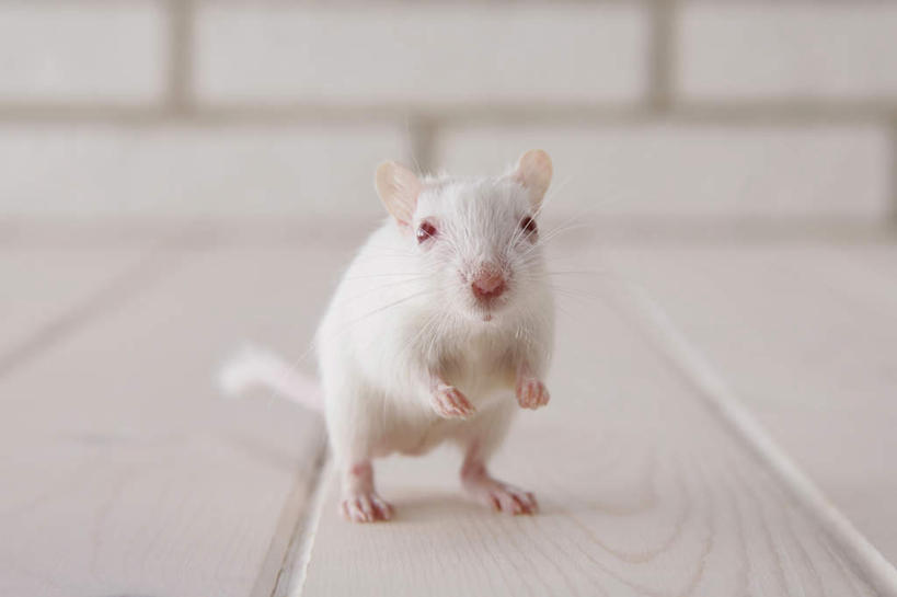 无人,站,横图,室内,特写,白天,正面,宠物,野生动物,老鼠,朦胧,模糊,细菌,瓷砖,地砖,墙,地面,注视,墙壁,墙面,一只,动物,观察,看,站着,可爱,探索,活泼,观看,张望,察看,关注,啮齿动物,病菌,传染,四害,沙鼠,耗子,站立,彩图,全身