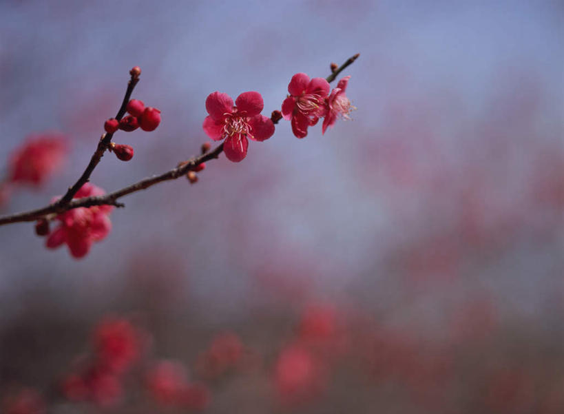 无人,横图,室外,特写,白天,正面,花海,花圃,美景,植物,叶子,日本,亚洲,朦胧,模糊,盛开,景观,梅花,枝头,枝条,枝,粉红,花蕾,花,花瓣,花朵,鲜花,树,树木,树枝,红色,绿色,自然,花丛,花束,花田,花苞,花蕊,景色,高雅,坚强,自然风光,东亚,日本国,虬枝,枝杈,梅,彩图