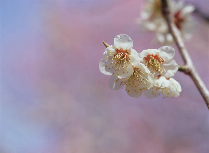 无人,横图,室外,特写,白天,正面,花海,花圃,美景,植物,叶子,日本,亚洲,朦胧,模糊,盛开,景观,梅花,枝头,枝条,枝,花蕾,花,花瓣,花朵,鲜花,树,树木,树枝,绿色,白色,自然,花丛,花束,花田,花苞,花蕊,景色,高雅,坚强,自然风光,东亚,日本国,虬枝,枝杈,梅,彩图