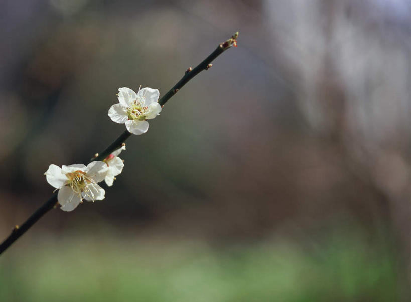 无人,横图,室外,特写,白天,正面,花海,花圃,美景,植物,叶子,日本,亚洲,朦胧,模糊,盛开,景观,梅花,枝头,枝条,枝,花蕾,花,花瓣,花朵,鲜花,树,树木,树枝,绿色,白色,自然,花丛,花束,花田,花苞,花蕊,景色,高雅,坚强,自然风光,东亚,日本国,虬枝,枝杈,梅,彩图