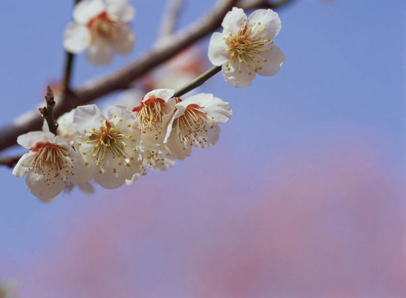 无人,横图,室外,特写,白天,正面,花海,花圃,美景,植物,叶子,日本,亚洲,朦胧,模糊,盛开,景观,梅花,枝头,枝条,枝,花蕾,花,花瓣,花朵,鲜花,树,树木,树枝,绿色,白色,自然,花丛,花束,花田,花苞,花蕊,景色,高雅,坚强,自然风光,东亚,日本国,虬枝,枝杈,梅,彩图