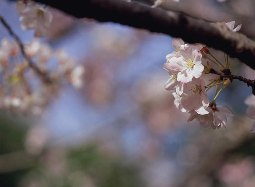 无人,横图,室外,特写,白天,正面,幸福,纯洁,花海,花圃,美景,植物,樱花,叶子,日本,亚洲,朦胧,模糊,盛开,景观,枝头,枝条,枝,粉红,花蕾,花,花瓣,花朵,鲜花,树,树木,树枝,红色,绿色,自然,花丛,花束,花田,花苞,花蕊,景色,等待,生命,自然风光,东亚,日本国,仙樱花,福岛樱,青肤樱,高尚,热烈,虬枝,枝杈,荆桃,彩图
