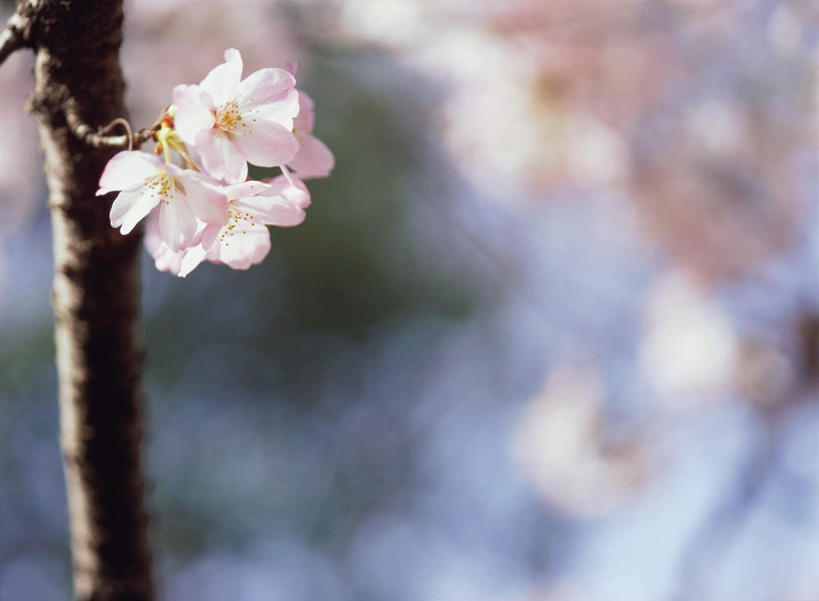 无人,横图,室外,特写,白天,正面,幸福,纯洁,花海,花圃,美景,植物,樱花,叶子,日本,亚洲,朦胧,模糊,盛开,景观,枝头,枝条,枝,粉红,花蕾,花,花瓣,花朵,鲜花,树,树木,树枝,红色,绿色,自然,花丛,花束,花田,花苞,花蕊,景色,等待,生命,自然风光,东亚,日本国,仙樱花,福岛樱,青肤樱,高尚,热烈,虬枝,枝杈,荆桃,彩图