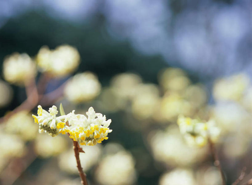 无人,横图,室外,特写,白天,正面,旅游,度假,花海,花圃,美景,植物,叶子,日本,亚洲,朦胧,模糊,盛开,景观,枝头,枝,花蕾,娱乐,花,花瓣,花朵,鲜花,绿色,自然,花丛,花束,花田,花苞,花蕊,享受,休闲,景色,放松,自然风光,东亚,日本国,打结花,结香花,金腰袋,梦冬花,幸运,彩图