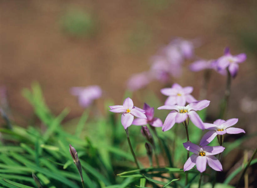 无人,横图,室外,特写,白天,正面,旅游,度假,花海,花圃,美景,植物,叶子,日本,亚洲,朦胧,模糊,盛开,景观,枝头,枝,花蕾,娱乐,花,花瓣,花朵,鲜花,绿色,自然,花丛,花束,花田,花苞,花蕊,享受,休闲,景色,放松,自然风光,东亚,日本国,独行虎,箭头草,堇菜,紫地丁,紫花地丁,彩图