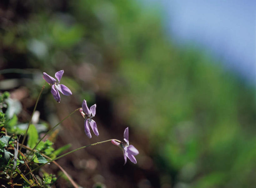 无人,横图,室外,特写,白天,正面,旅游,度假,花海,花圃,美景,植物,叶子,日本,亚洲,朦胧,模糊,盛开,景观,枝头,枝,花蕾,娱乐,花,花瓣,花朵,鲜花,绿色,自然,花丛,花束,花田,花苞,花蕊,享受,休闲,景色,放松,自然风光,东亚,日本国,独行虎,箭头草,堇菜,紫地丁,紫花地丁,彩图