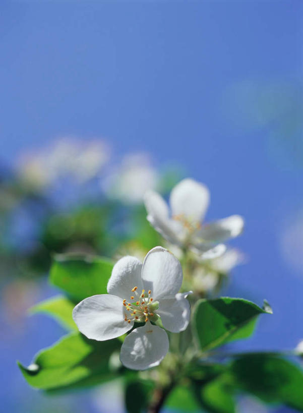 无人,竖图,室外,特写,白天,正面,旅游,度假,花海,花圃,美景,植物,叶子,日本,亚洲,朦胧,模糊,美白,盛开,景观,云,云朵,枝头,枝,花蕾,云彩,娱乐,花,花瓣,花朵,鲜花,蓝色,绿色,白云,蓝天,天空,自然,花丛,花束,花田,天,花苞,花蕊,享受,休闲,景色,放松,清热,晴朗,清香,自然风光,苹果花,陷阱,东亚,日本国,解毒,明目,晴空,彩图