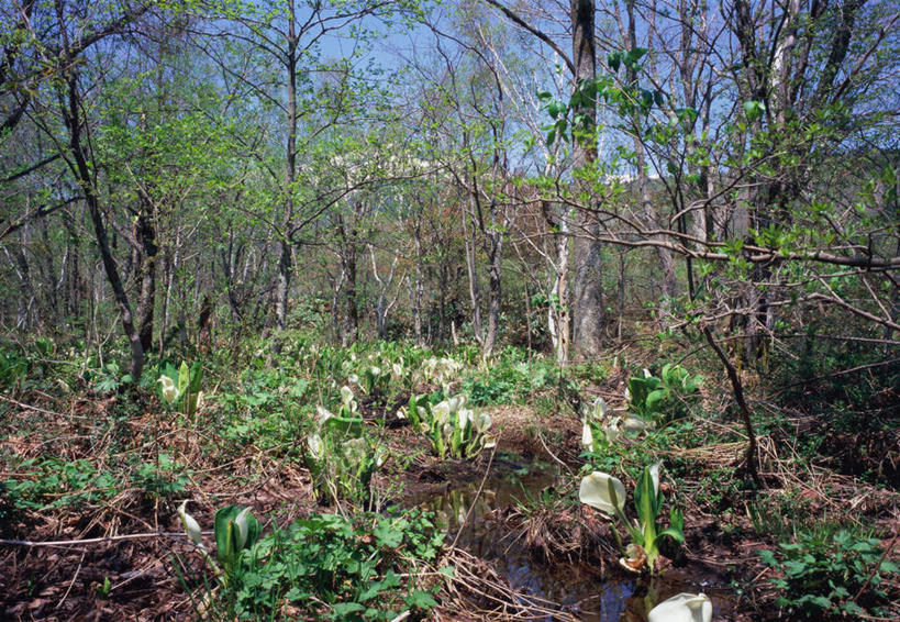 无人,横图,室外,白天,正面,旅游,度假,草地,草坪,美景,森林,树林,溪流,植物,蔬菜,长野县,日本,亚洲,新鲜,景观,泥土,土地,食品,娱乐,草,树,树木,食物,蓝色,绿色,白云,蓝天,天空,小溪,自然,天,夏天,享受,休闲,景色,放松,有机食品,绿色食品,生长,晴朗,成长,自然风光,东亚,本州,本州岛,日本国,中部地方,长野,晴空,彩图