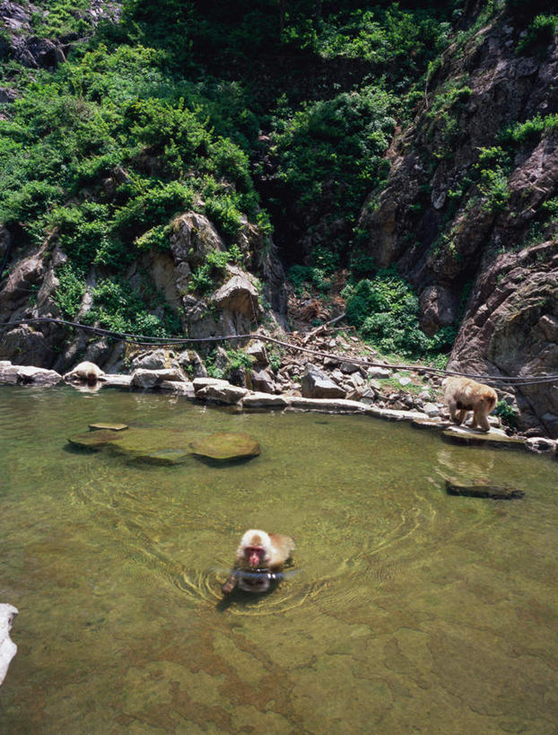 无人,竖图,室外,白天,正面,旅游,度假,河流,石头,森林,树林,水,温泉,植物,建筑,哺乳动物,猴,野生动物,猴子,长野县,日本,石子,河水,水流,娱乐,树,树木,绿色,自然,动物,夏天,两只,享受,休闲,旅游胜地,放松,可爱,活泼,生长,成长,本州,本州岛,日本国,中部地方,长野,石块,岩石,彩图,全身,地狱谷,地狱谷温泉,地狱谷野猿公苑