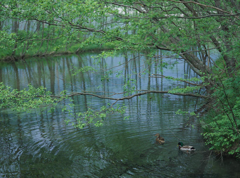 无人,夫妻,横图,室外,白天,正面,爱情,旅游,度假,湖,湖泊,美景,森林,树林,水,植物,鸟,鸳鸯,长野县,日本,亚洲,波纹,湖面,景观,水流,水面,浪漫,娱乐,树,树木,绿色,水纹,自然,波浪,湖水,享受,休闲,景色,恩爱,放松,恋人,生长,成长,自然风光,坚定,东亚,本州,本州岛,日本国,中部地方,长野,永恒,情意,上高地,夫妇,情侣,彩图,全身,伴侣