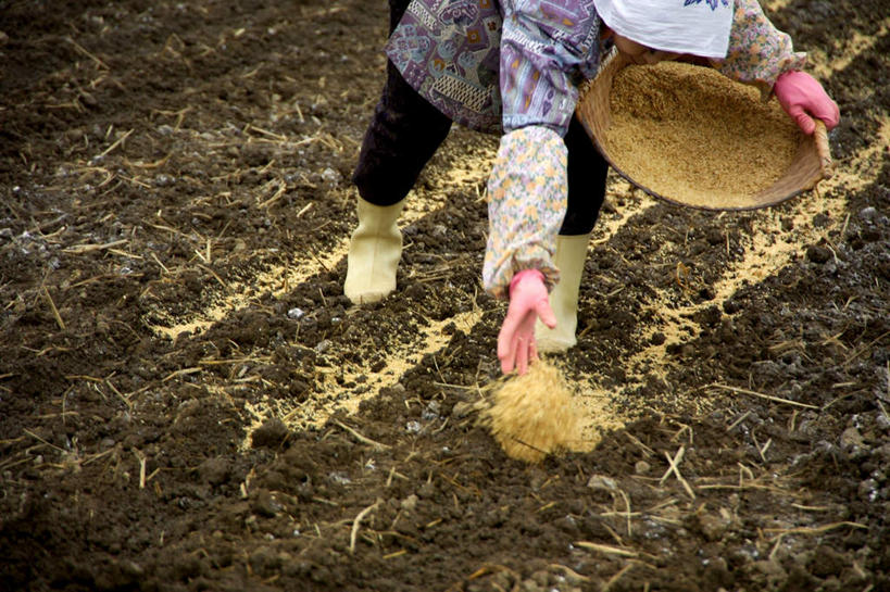 东方人,一个人,农民,农田,横图,俯视,室外,白天,庄稼,鞋子,亚洲,仅一个女性,仅一个人,种植,服装,纺织物,头巾,雨鞋,雨靴,种子,黄种人,套鞋,靴子,衣服,毛巾,清洁,播种,服饰,仅一个老年女性,保暖,衣着,穿着,胶鞋,透气,防水,袖套,衣饰,储水,耐磨,吸水,老年女性,女人,女性,亚洲人,佃农,农场主,农夫,农工,乡下人,小农,庄稼人,半身,彩图,高角度拍摄,耕地,庄稼田