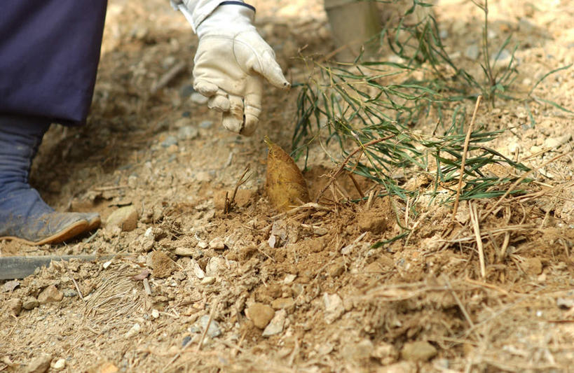 东方人,脚,踝,一个人,农民,站,蹲,横图,俯视,室外,特写,白天,蔬菜,金属制品,亚洲,仅一个女性,仅一个人,握,服装,新鲜,金属,工具,竹笋,食品,拿,拿着,黄种人,笋,食物,衣服,手套,站着,握着,服饰,仅一个老年女性,有机食品,绿色食品,挖掘,锄,锄头,衣着,穿着,农具,耕具,衣饰,开掘,发掘,开垦,老年女性,女人,女性,亚洲人,中国人,农夫,乡下人,小农,庄稼人,蹲着,半身,彩图,高角度拍摄
